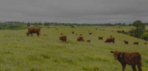 Located on Our 1100 Acre Cattle Ranch